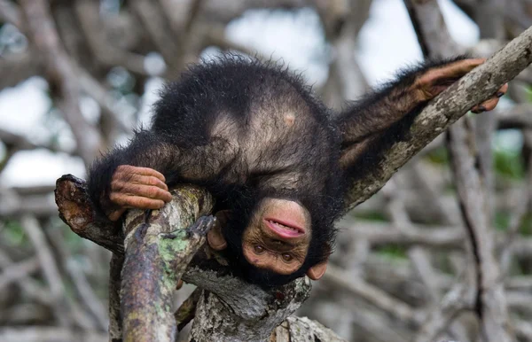 面白いチンパンジー、コンゴ共和国 — ストック写真