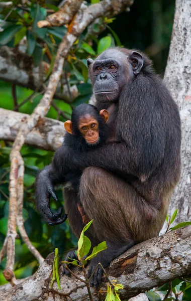 Chimpancé divertido, República del Congo —  Fotos de Stock