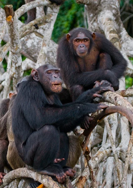 Grappige chimpansee, Congo-Brazzaville — Stockfoto