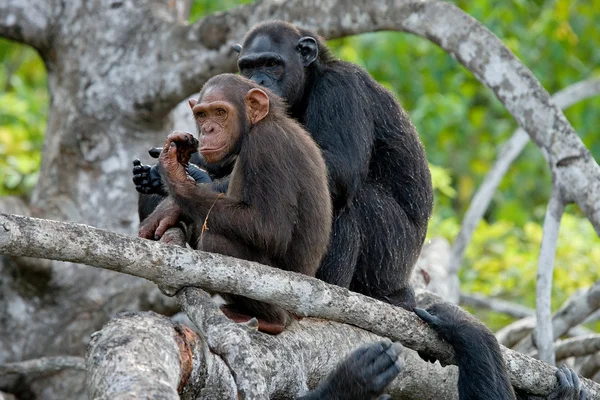 Funny Chimpanzee, Republic of the Congo — Stock Photo, Image