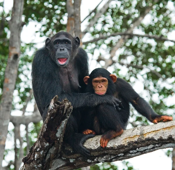 Chimpancé divertido, República del Congo —  Fotos de Stock