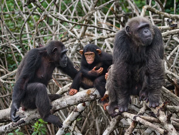 Funny Chimpanzee family, Republic of the Congo — Stockfoto