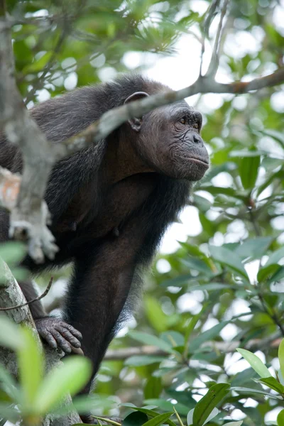 Grappige chimpansee, Congo-Brazzaville — Stockfoto