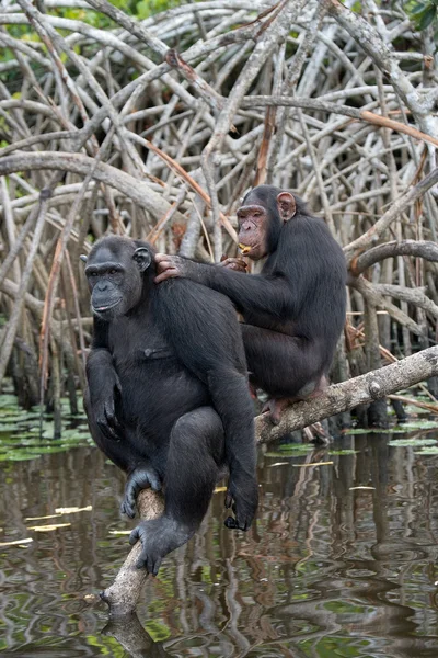 Scimpanzé divertente, Repubblica del Congo — Foto Stock
