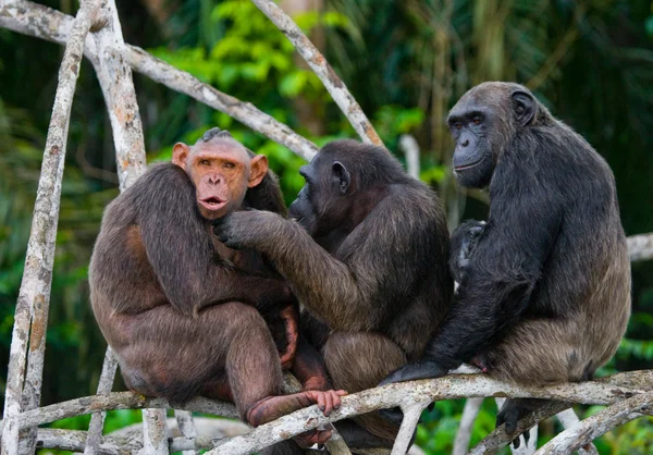 Famiglia scimpanzé divertente, Repubblica del Congo — Foto Stock
