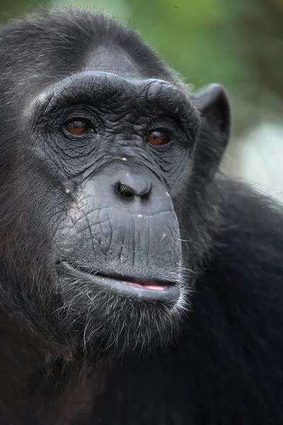 Funny Chimpanzee close up portrait — Stock Photo, Image