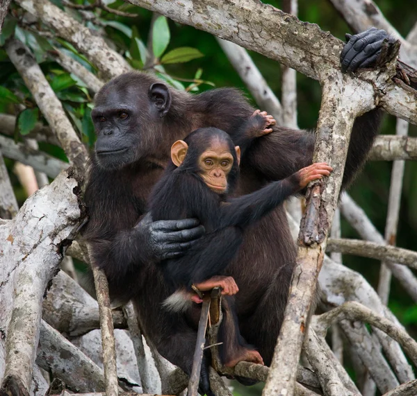 Chimpanzé drôle, République du Congo — Photo