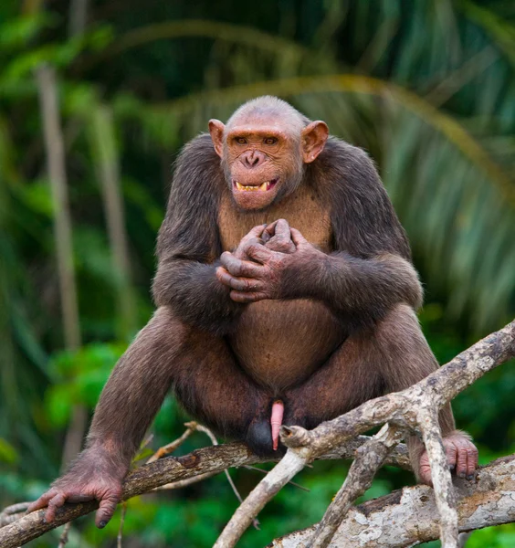 Chimpancé divertido, República del Congo —  Fotos de Stock