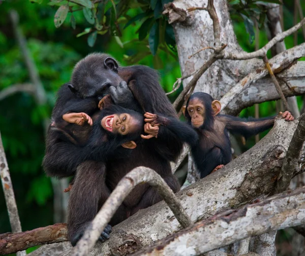 Lustiger Schimpanse, Republik Kongo — Stockfoto