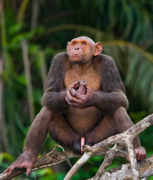 Vicces csimpánz, a Kongói Köztársaság — Stock Fotó