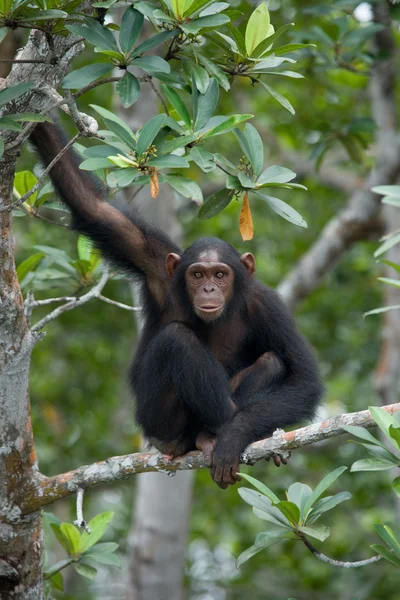 Komik şempanze, Kongo Cumhuriyeti — Stok fotoğraf