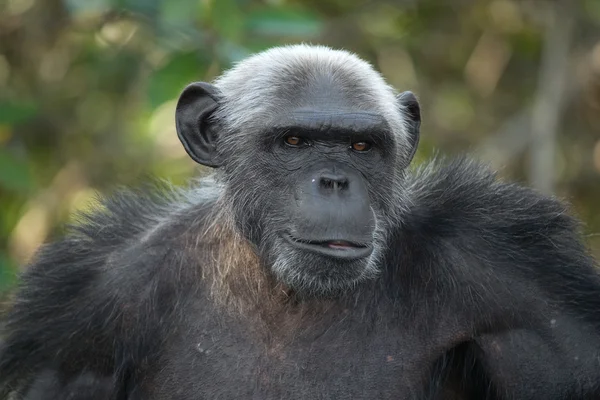 Legrační šimpanz zblízka portrétní — Stock fotografie