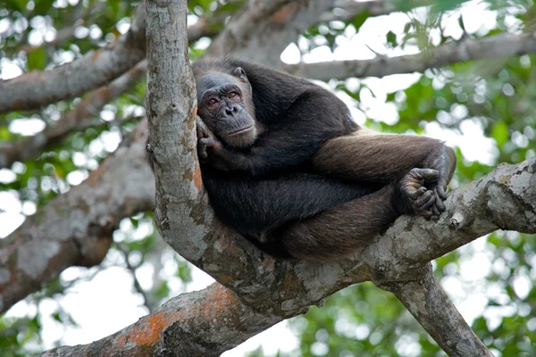 Grappige chimpansee, Congo-Brazzaville — Stockfoto