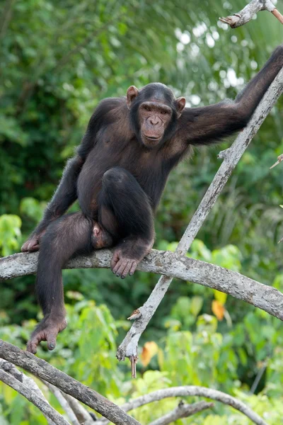 Chimpanzé engraçado, República do Congo — Fotografia de Stock