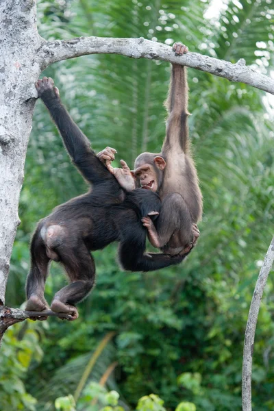 Chimpanzé drôle, République du Congo — Photo