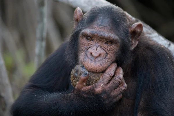 Chimpancé divertido primer plano retrato — Foto de Stock