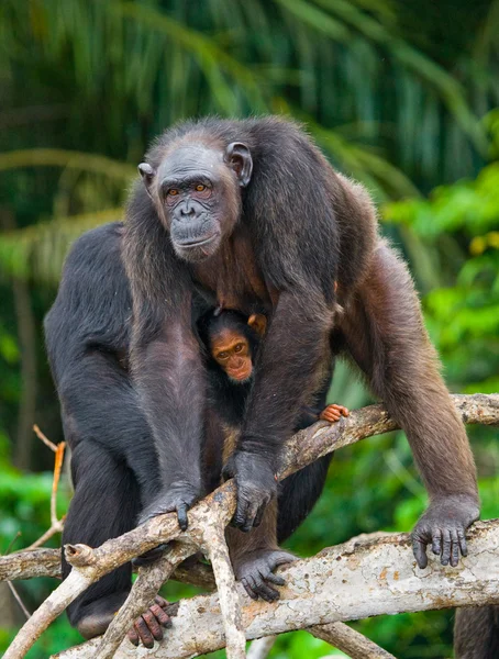 Grappige chimpansee, Congo-Brazzaville — Stockfoto