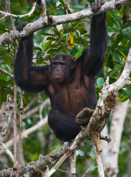 Zabawny szympans, Republika Konga — Zdjęcie stockowe