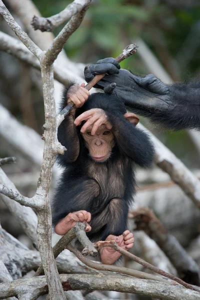 Chimpanzee baby monkey — Stock fotografie