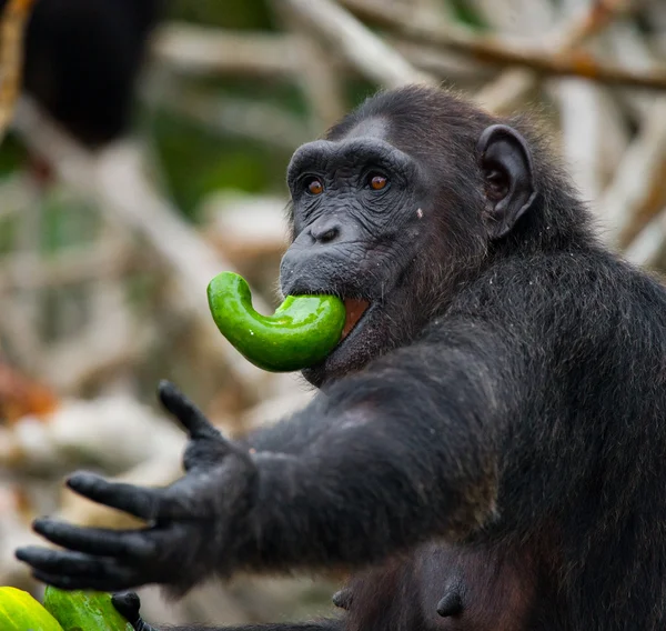 Lustiger Schimpanse in Nahaufnahme Porträt — Stockfoto