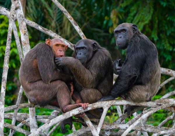 Chimpanzé engraçado família, República do Congo — Fotografia de Stock