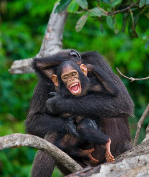 Grappige chimpansee, Congo-Brazzaville — Stockfoto