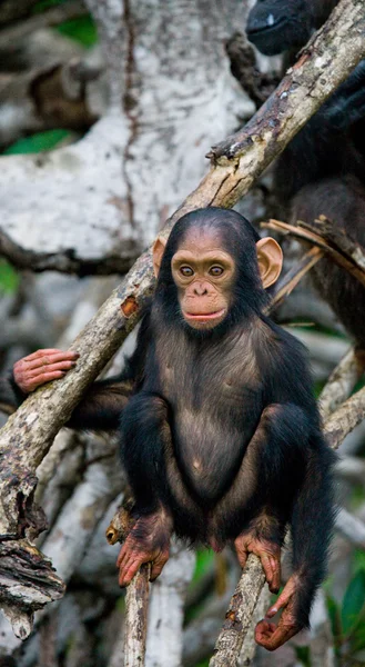 Chimpancé divertido, República del Congo — Foto de Stock