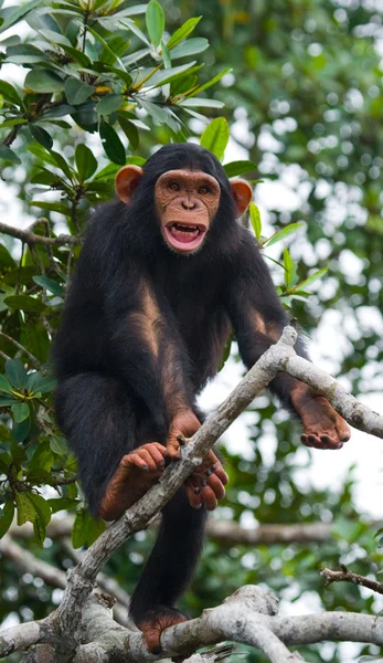 Chimpancé divertido, República del Congo — Foto de Stock