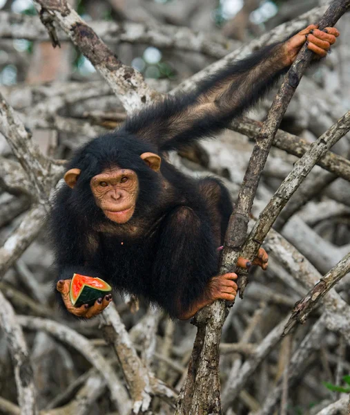 Grappige chimpansee, Congo-Brazzaville — Stockfoto