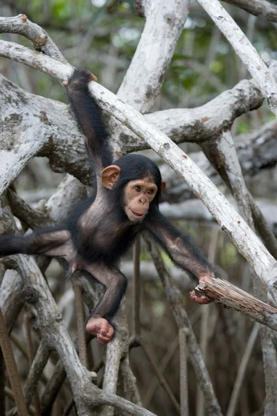 Chimpanzee baby monkey — Stock Fotó