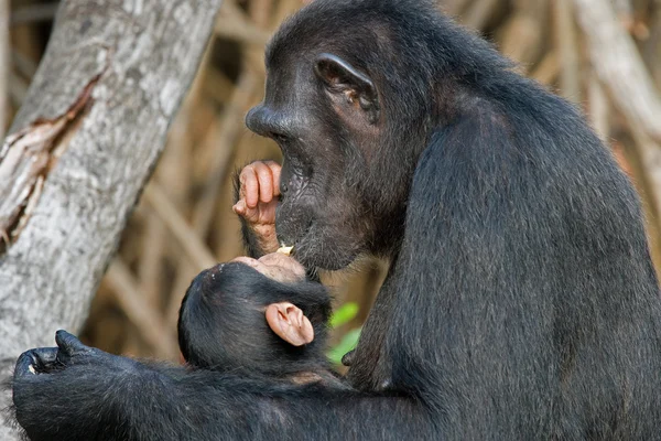 Chimpancé divertido, República del Congo — Foto de Stock