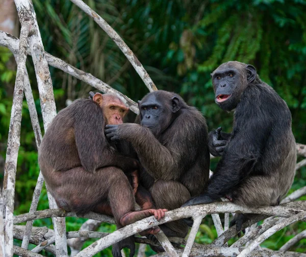 Funny Chimpanzee family, Republic of the Congo — Stok fotoğraf