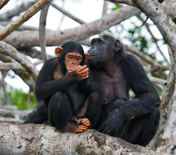 Chimpanzé engraçado, República do Congo — Fotografia de Stock