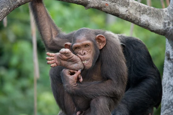 Funny Chimpanzee, Republic of the Congo — Stock Photo, Image