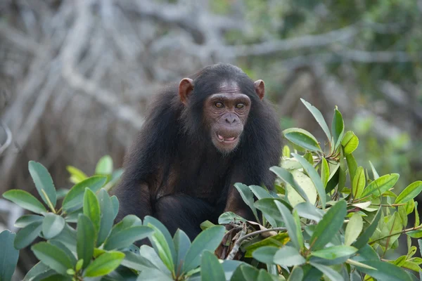 Vicces csimpánz, a Kongói Köztársaság — Stock Fotó