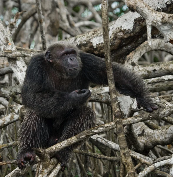 Grappige chimpansee, Congo-Brazzaville — Stockfoto