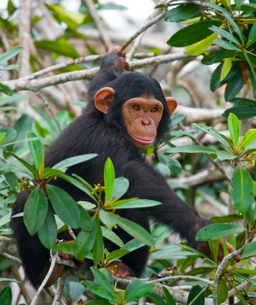 재미 있는 침팬지 초상화 닫기 — 스톡 사진