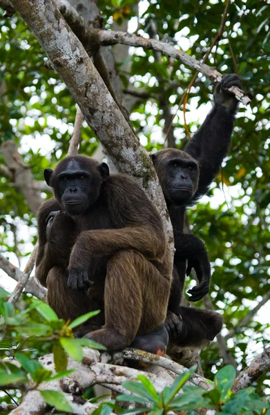 Grappige chimpansee, Congo-Brazzaville — Stockfoto