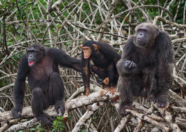 Funny Chimpanzee family, Republic of the Congo — Stok fotoğraf