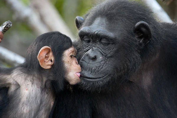 Chimpanzé engraçado, República do Congo — Fotografia de Stock