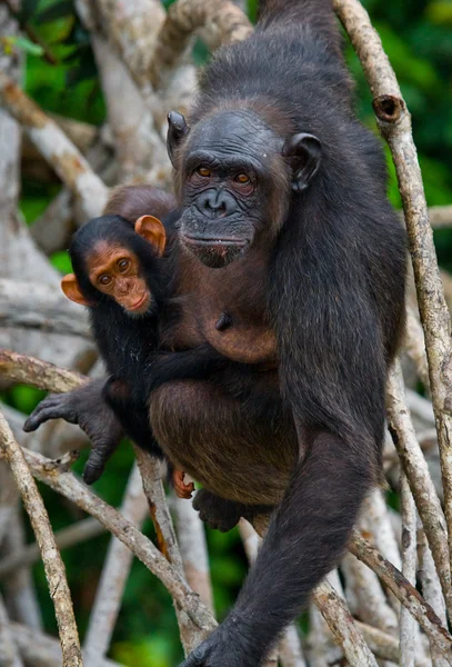 Legrační šimpanz, Konžská republika — Stock fotografie