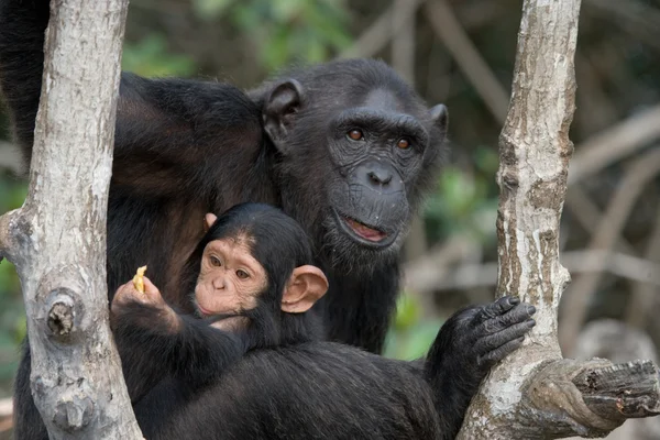 Funny Chimpanzee, Republic of the Congo Royalty Free Stock Photos