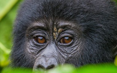 Bebek Kongo goril