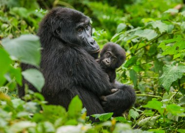 Anne Kongo goril yavrusu ile