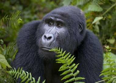 Bir Kongo Gorilla
