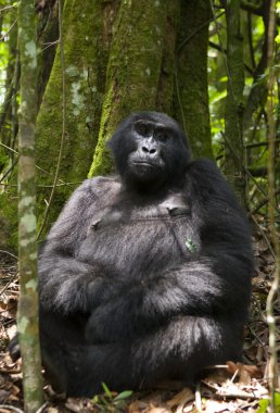 Bir Kongo Gorilla