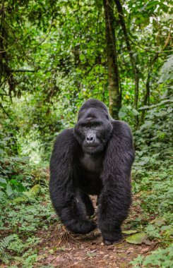 Bir Kongo Gorilla