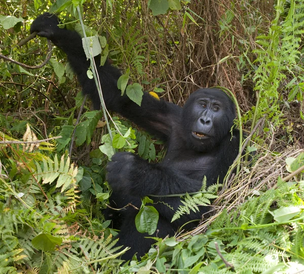 Ein Kongo-Gorilla — Stockfoto