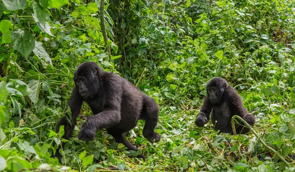 Matka Kongo goryl z cub — Zdjęcie stockowe