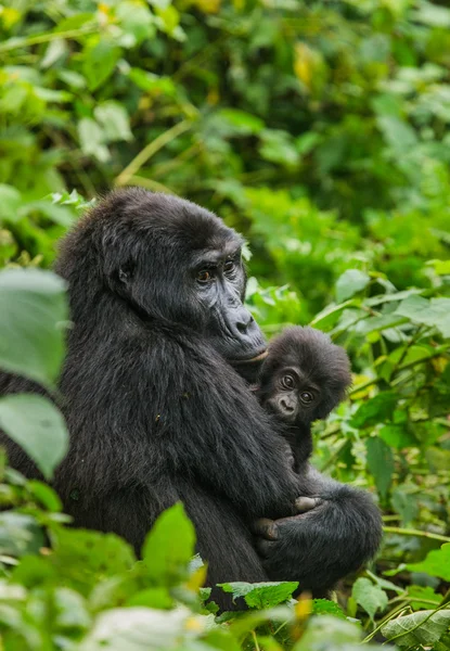 Mutter Kongo Gorilla mit Jungtier — Stockfoto